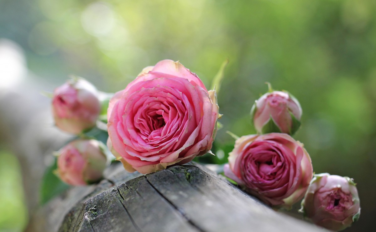 Al momento stai visualizzando Trucchi di giardinaggio: le rose
