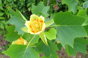 Scopri di più sull'articolo Focus: Liriodendron tulipifera